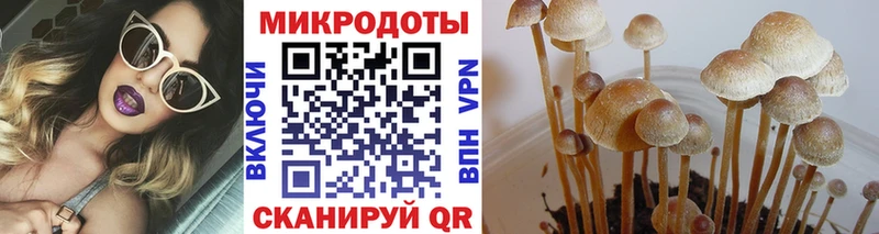 Галлюциногенные грибы Psilocybe  Гусев 