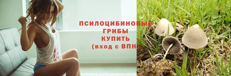 Галлюциногенные грибы Psilocybe  Гусев 