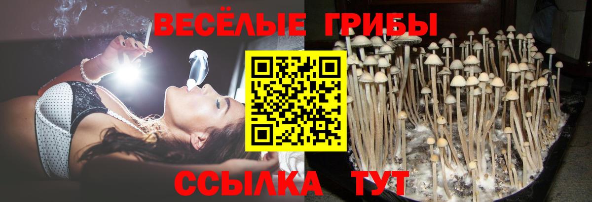Гусев  Галлюциногенные грибы ЛСД  Псилоцибиновые грибы прущие грибы  как найти   Вход с VPN 